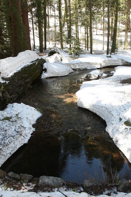 Creek on Big Tree Trail 