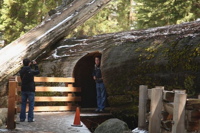 Tunnel Log 