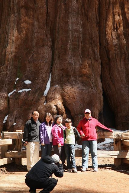 Close up of General Sherman Sequoia Tree 