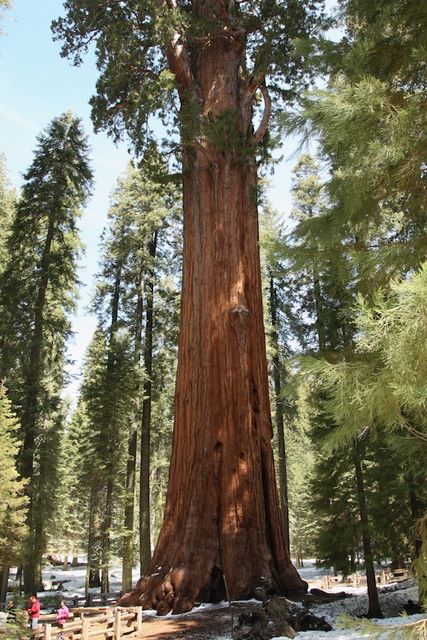 General Sherman Earth's Largest Living Tree 