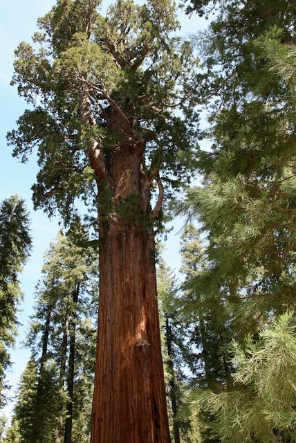 General Sherman Sequoia Tree