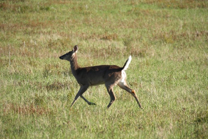 Deer in Big Meadows