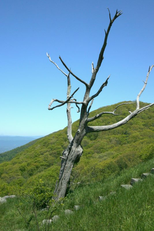 Overlook with dead tree