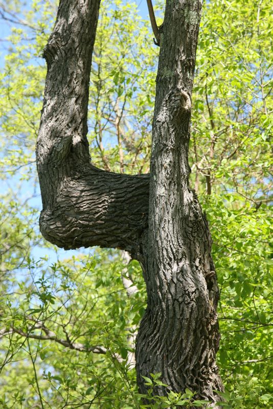 Unique Tree