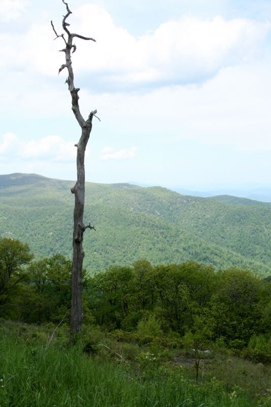 Dead Tree at Overlook