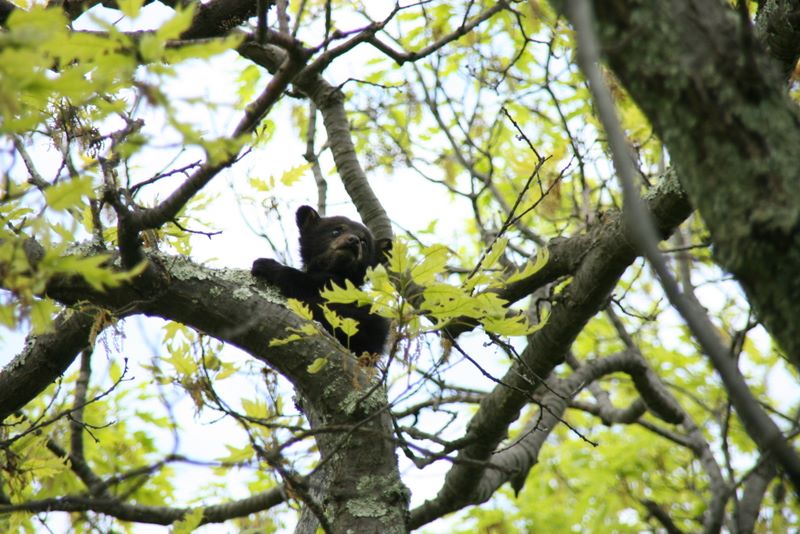 Bear cub in a tree