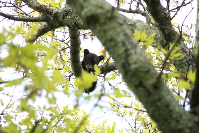 Bear cub in a tree