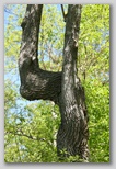 Unique Tree