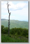 Dead Tree at Overlook