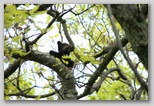 Bear cub in a tree