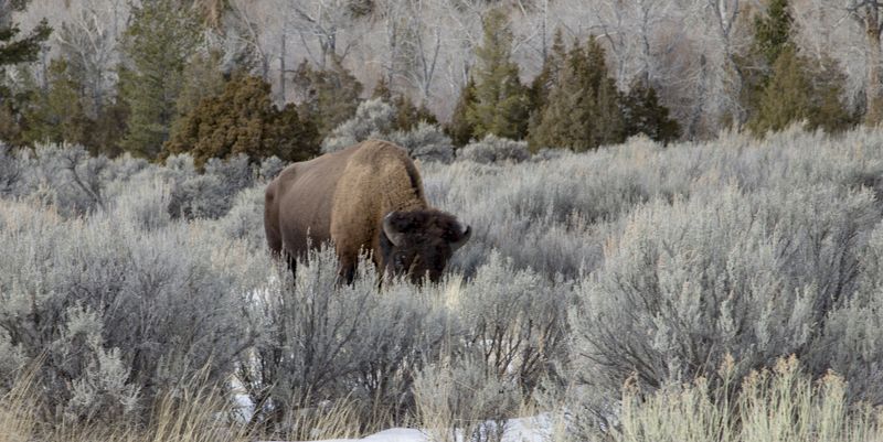 Lone Buffalo 