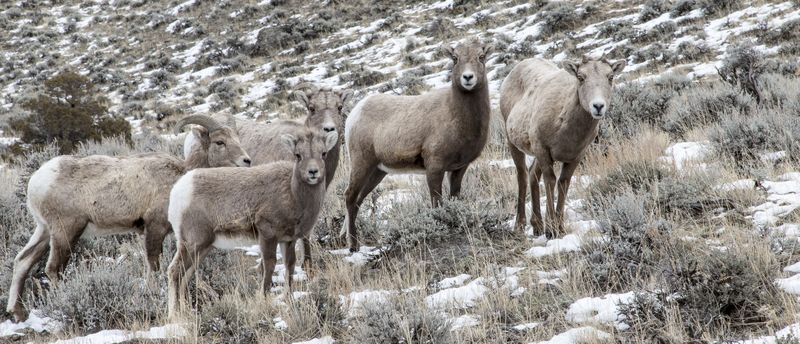 Big Horn Sheep 
