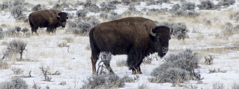 Buffaloes 