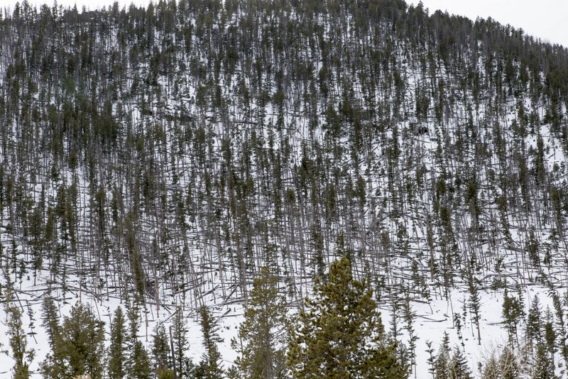 Snow laden Forest