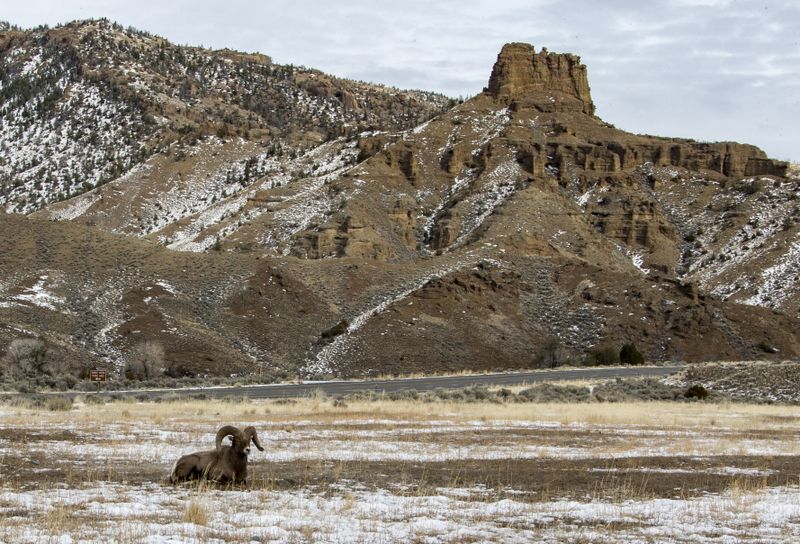 Big Horn Ram 