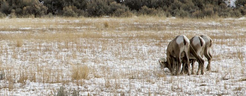Big Horn Sheep 