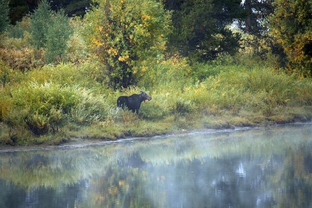 Oxbow Bend Area (with Moose)