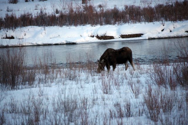 Moose Junction -early in the morning with a moose