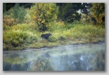 Oxbow Bend Area (with Moose)