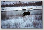 Moose Junction -early in the morning with a moose
