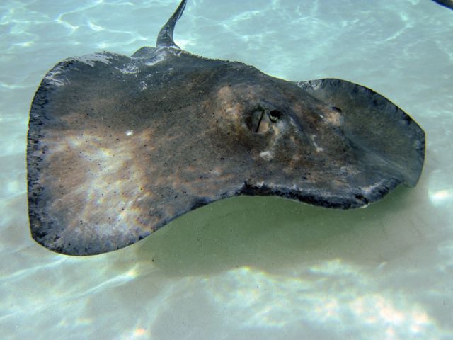 Stingray City -- Close up 