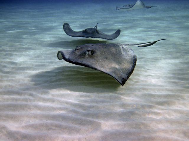 Stingray City -- Floating along the bottom 