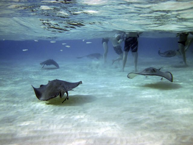 Stingray City -- The Stingrays don't seem to mind people 
