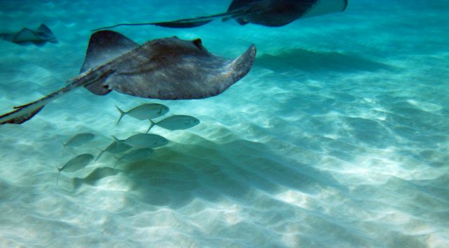 Stingray City -- Stingrays with fish 