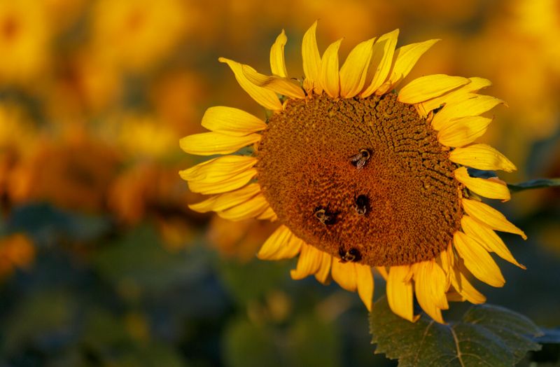 Sunflower with Bees