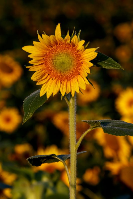 Sunflower 