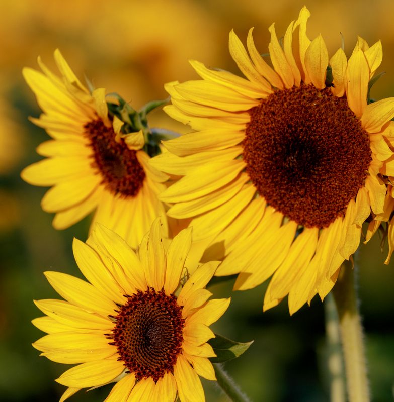 Sunflowers 