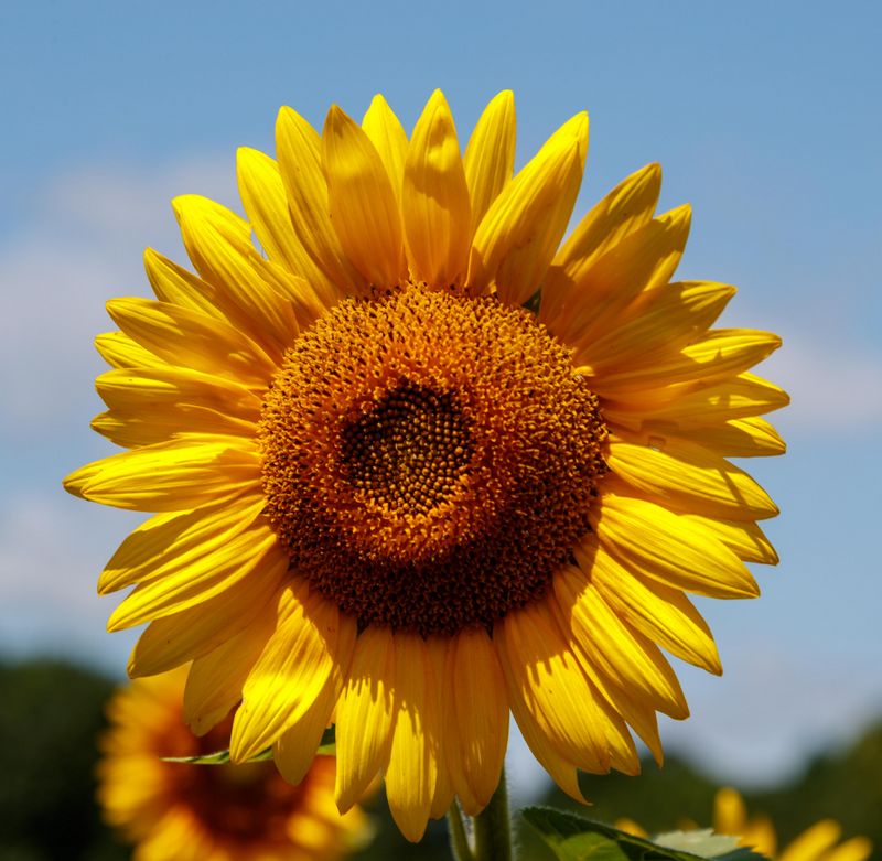 Sunflower 