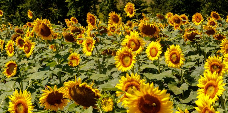 Field of Sunflowers 