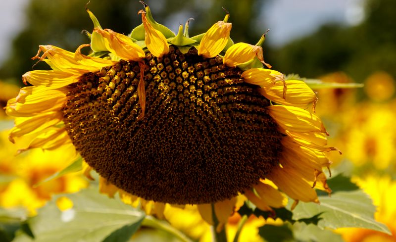Sunflower 