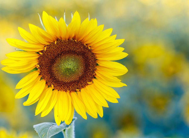 Sunflower 