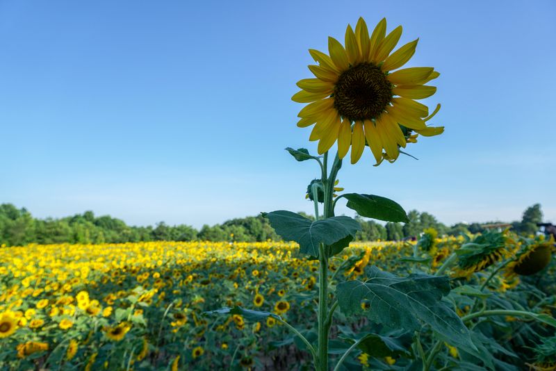 Lonely Sunflower 