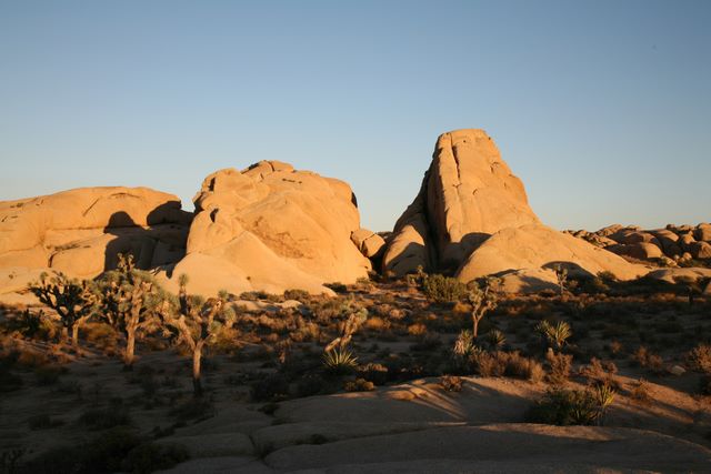 Joshua Tree National Park - CA 