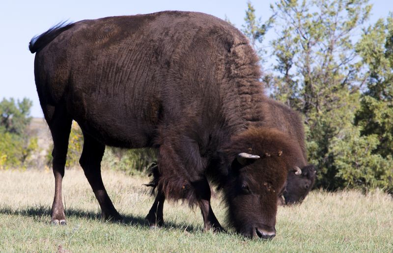 South Unit -- Bison 