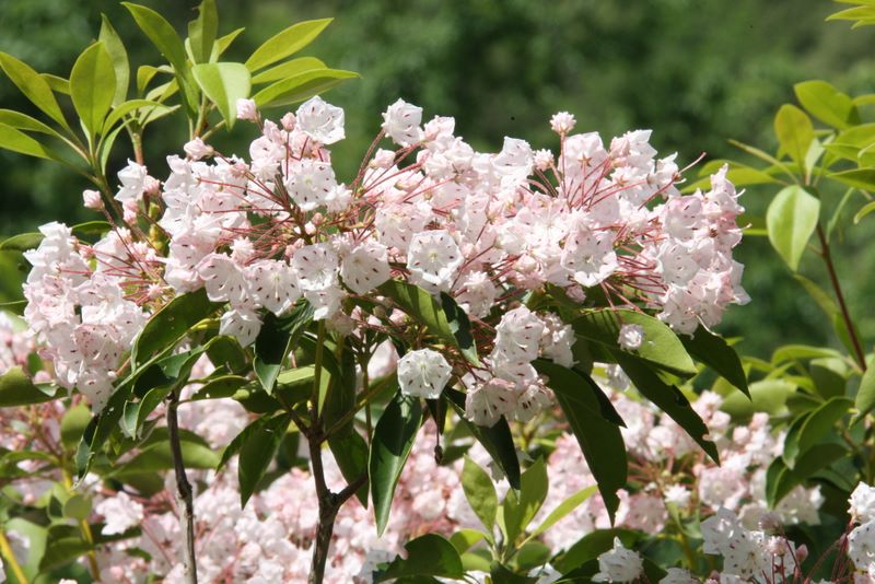 Mountain Laurel 