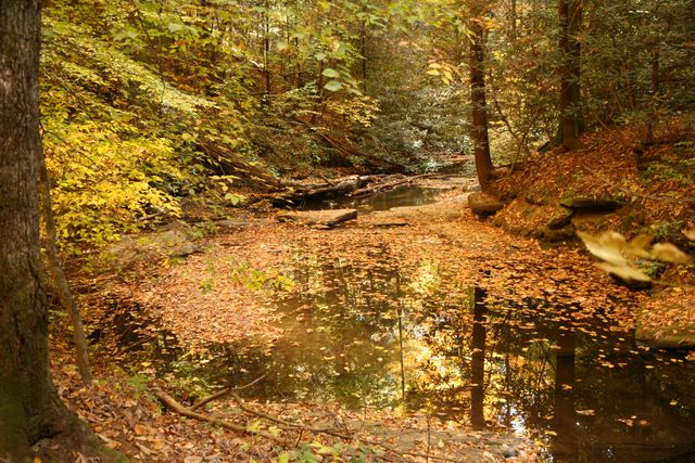 Pool on Carrick's Creek 