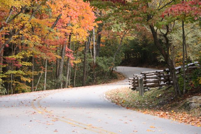 Road inside the Park 