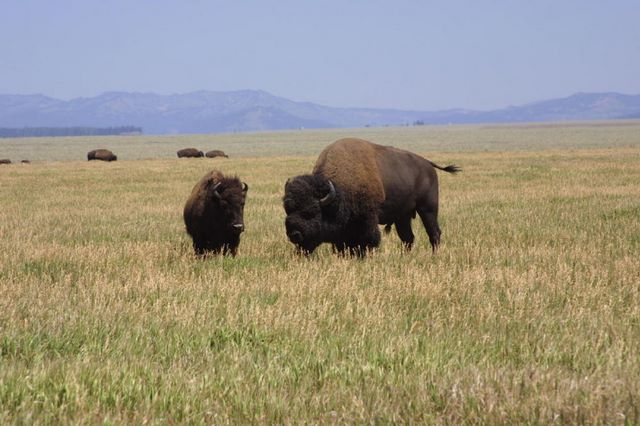 Bison