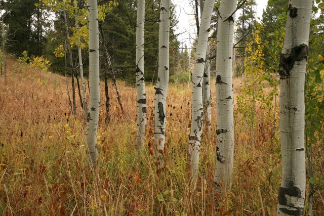 Aspens