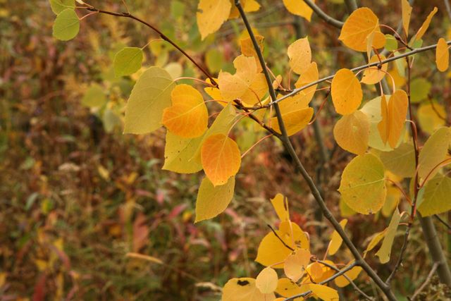 Aspens Leaves