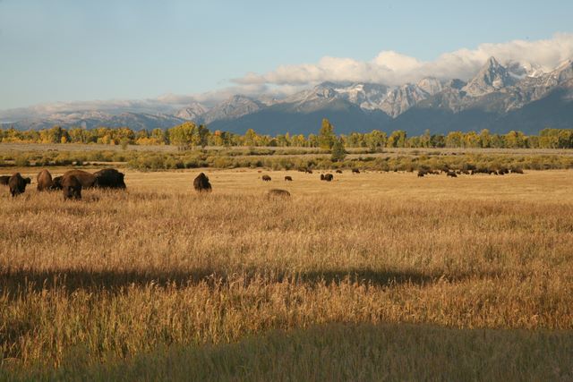 Bison's