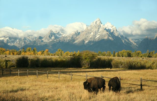 Bison's