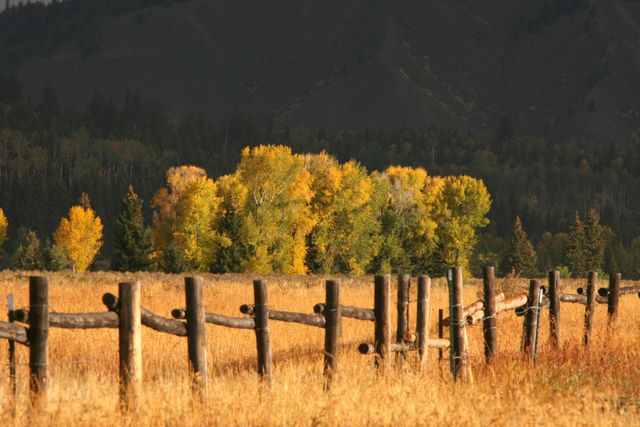 The Fence