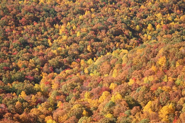 Forest - Greenville County, South Carolina 