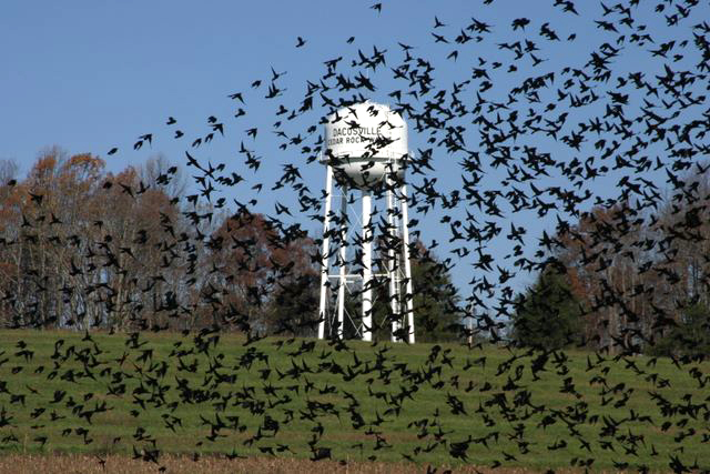 Water Tower - Dacusville, South Carolina  