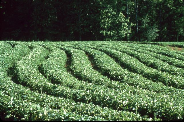 Strawberries - Pickens County, South Carolina